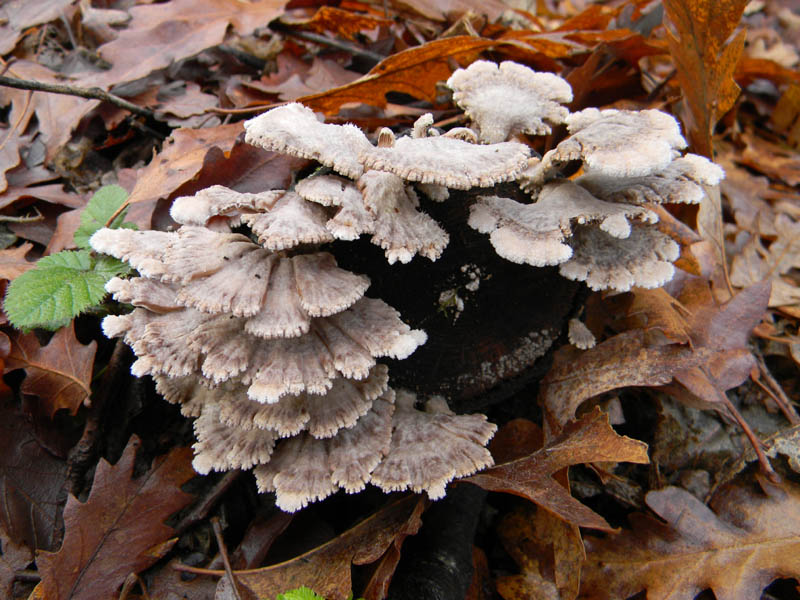 Alcuni ritrovamenti del 21.12.2010.